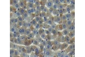 #VALUE! (MMP20 antibody  (AA 137-398))