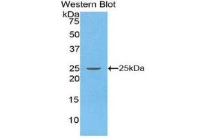 Western Blotting (WB) image for anti-Stromal Cell Derived Factor 2 (SDF2) (AA 19-211) antibody (ABIN1860506) (SDF2 antibody  (AA 19-211))