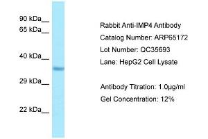 Western Blotting (WB) image for anti-IMP4, U3 Small Nucleolar Ribonucleoprotein (IMP4) (C-Term) antibody (ABIN2790066) (IMP4 antibody  (C-Term))