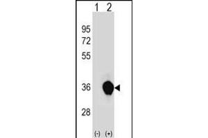 Western blot analysis of UNKL (arrow) using rabbit polyclonal UNKL Antibody (N-term) (ABIN1538817 and ABIN2848922). (UNKL antibody  (N-Term))