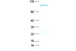 Validation with Western Blot (FCRL1 Protein (GST tag,His tag))