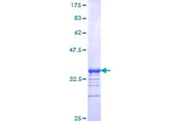 LHX2 Protein (AA 1-76) (GST tag)