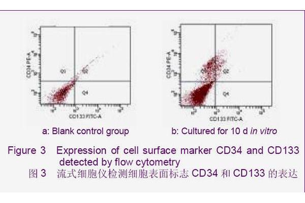 CD34 antibody  (AA 201-300)