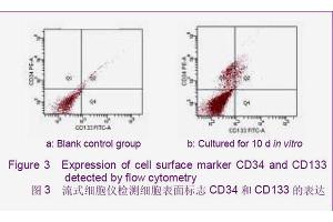 Expression of cell surface marker CD34 and CD133 detected by flow cytometry (CD34 antibody  (AA 201-300))