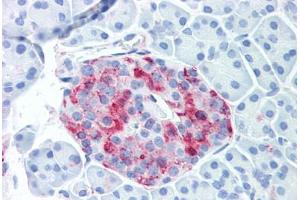 Anti-WNT10A antibody  ABIN1049467 IHC staining of human pancreatic islet.