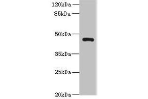 Western blot All lanes: VAT1L antibody at 0. (VAT1L antibody  (AA 1-419))