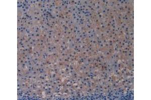 IHC-P analysis of Rat Adrenal Gland Tissue, with DAB staining. (TLR4 antibody  (AA 49-247))