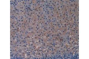 IHC-P analysis of Rat Adrenal Gland Tissue, with DAB staining. (TLR4 antibody  (AA 49-247))