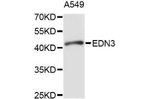 Western blot analysis of extracts of A-549 cells, using EDN3 antibody (ABIN1875400) at 1:1000 dilution. (Endothelin 3 antibody)