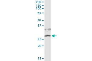 Immunoprecipitation of CD79B transfected lysate using anti-CD79B monoclonal antibody and Protein A Magnetic Bead , and immunoblotted with CD79B MaxPab rabbit polyclonal antibody. (CD79b antibody  (AA 1-229))