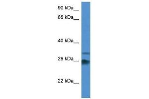 Western Blot showing Odf1 antibody used at a concentration of 1. (ODF1 antibody  (Middle Region))