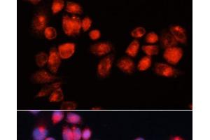 Immunofluorescence analysis of HeLa cells using ABCB7 Polyclonal Antibody at dilution of 1:100 (40x lens). (ABCB7 antibody)