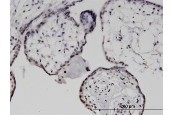 MXD1 antibody  (AA 60-150)
