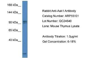 Western Blotting (WB) image for anti-AP2 associated kinase 1 (AAK1) (C-Term) antibody (ABIN2786056) (AAK1 antibody  (C-Term))