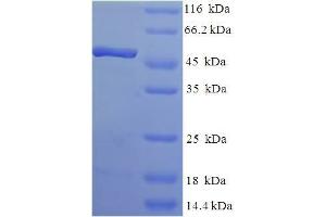 SDS-PAGE (SDS) image for Transcription Elongation Factor A2 (TCEA2) (AA 1-299), (full length) protein (His-SUMO Tag) (ABIN5711299) (TCEA2 Protein (AA 1-299, full length) (His-SUMO Tag))