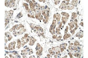 SSR2 antibody was used for immunohistochemistry at a concentration of 4-8 ug/ml to stain Skeletal muscle cells (arrows) in Human Muscle. (SSR2 antibody)