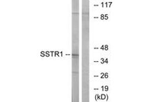 Western blot analysis of extracts from COS7 cells, using SSTR1 Antibody. (SSTR1 antibody  (AA 9-58))