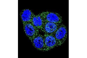 Confocal immunofluorescent analysis of GSTP1 Antibody (C-term) (ABIN389478 and ABIN2839540) with Hela cell followed by Alexa Fluor 488-conjugated goat anti-rabbit lgG (green). (GSTP1 antibody  (C-Term))