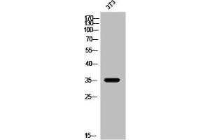 OR2W3 anticorps  (Internal Region)