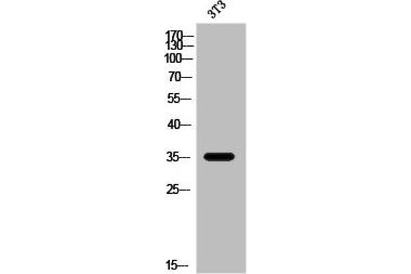 OR2W3 Antikörper  (Internal Region)