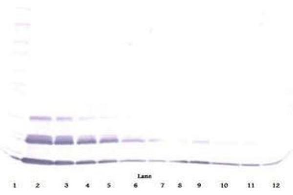 CCL15 antibody  (Biotin)