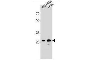 DHRS4L1 Antibody (C-term) western blot analysis in NCI-H460,A549 cell line lysates (35µg/lane).