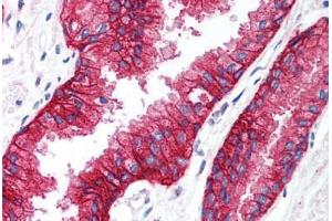 Anti-KCNN4 antibody  ABIN1048993 IHC staining of human prostate. (KCNN4 antibody  (C-Term))
