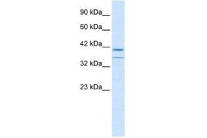 WB Suggested Anti-CEBPB Antibody Titration: 0. (CEBPB antibody  (C-Term))