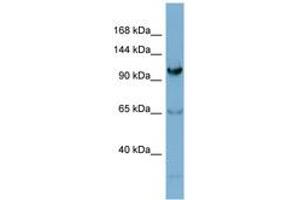 Image no. 1 for anti-Gem (Nuclear Organelle) Associated Protein 4 (GEMIN4) (AA 287-336) antibody (ABIN6741854) (GEMIN4 antibody  (AA 287-336))