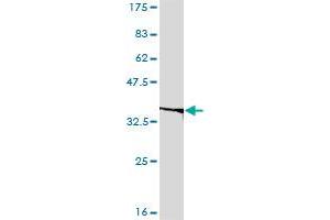 EIF2B2 monoclonal antibody (M01), clone 5B12-E10.