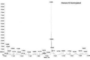 Mass Spectrometry (MS) image for Histone H3.2 (biotinylated), (full length), (N-Term), (truncated) protein (ABIN2669559)