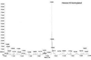 Mass Spectrometry (MS) image for Histone H3.2 (biotinylated), (full length), (N-Term), (truncated) protein (ABIN2669559)