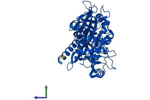 AlphaFold protein structure predicition of Mouse Recombinant Dnpep Protein, UniprotID Q9Z2W0 (Aspartyl Aminopeptidase Protein (DNPEP) (AA 1-473) (His tag))