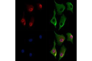 anti-Transcription Factor MafK (MAFK) (N-Term) antibody