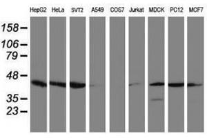 Image no. 3 for anti-Crystallin, Zeta, Homolog antibody (ABIN1497656) (CRYZL1 antibody)