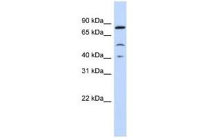 WB Suggested Anti-STAT3 Antibody Titration:  0. (STAT3 antibody  (Middle Region))