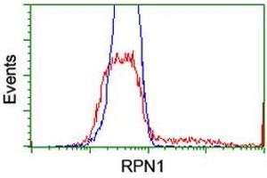HEK293T cells transfected with either RC201554 overexpress plasmid (Red) or empty vector control plasmid (Blue) were immunostained by anti-RPN1 antibody (ABIN2455097), and then analyzed by flow cytometry. (RPN1 antibody)