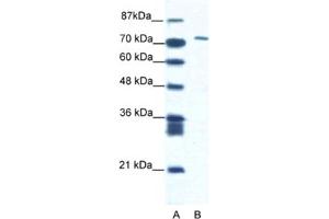 Western Blotting (WB) image for anti-Mastermind-Like Domain Containing 1 (MAMLD1) antibody (ABIN2460898) (MAMLD1 antibody)