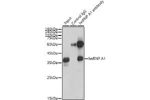 Immunoprecipitation (IP) image for anti-Heterogeneous Nuclear Ribonucleoprotein A1 (HNRNPA1) antibody (ABIN7267627)