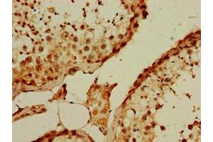 Immunohistochemistry of paraffin-embedded human testis tissue using ABIN7163840 at dilution of 1:100 (PQBP1 antibody  (AA 2-265))