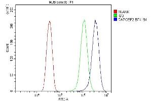 Flow Cytometry analysis of HELA cells using anti-RAPGEF2 antibody (ABIN7599891). (RAPGEF2 antibody  (AA 1266-1499))