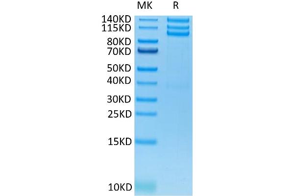 CD51/CD61 Protein (AA 31-992) (His-Avi Tag)