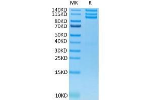 CD51/CD61 Protein (AA 31-992) (His-Avi Tag)
