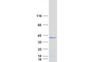 Validation with Western Blot (FAM76A Protein (Transcript Variant 3) (Myc-DYKDDDDK Tag))