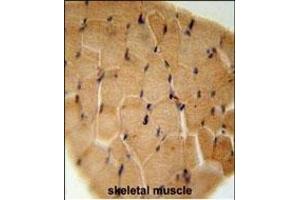 GGNBP2 Antibody (C-term) (ABIN651560 and ABIN2840301) immunohistochemistry analysis in formalin fixed and paraffin embedded human skeletal muscle followed by peroxidase conjugation of the secondary antibody and DAB staining. (GGNBP2 antibody  (C-Term))