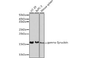 Western blot analysis of extracts of various cell lines, using gamma-Synuclein Rabbit mAb (ABIN3016563, ABIN3016564, ABIN1680688 and ABIN1680689) at 1:1000 dilution. (SNCG antibody)