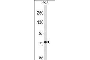 PHEX Antibody (C-term) (ABIN1537475 and ABIN2848519) western blot analysis in 293 cell line lysates (35 μg/lane). (PHEX antibody  (C-Term))