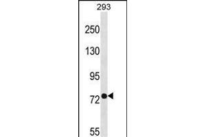 PHEX Antibody (C-term) (ABIN1537475 and ABIN2848519) western blot analysis in 293 cell line lysates (35 μg/lane).