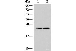 Western blot analysis of A549 and A172 cell lysates using RGS2 Polyclonal Antibody at dilution of 1:1350 (RGS2 antibody)