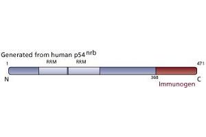 Image no. 3 for anti-Non-POU Domain Containing, Octamer-Binding (NONO) (AA 368-471) antibody (ABIN968451) (NONO antibody  (AA 368-471))